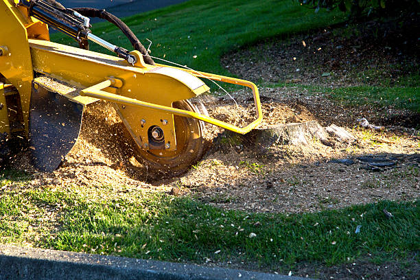 Best Lawn Maintenance Plans  in Union Grove, WI