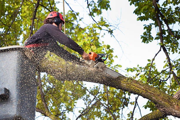Professional Tree Removal in Union Grove, WI